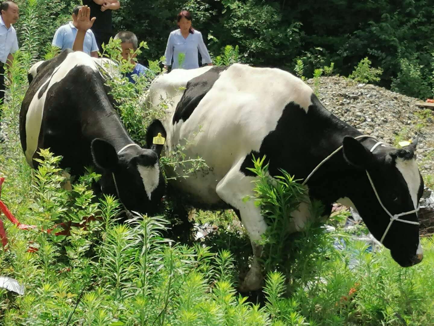 唐御鲜鲜奶吧,诚招各县加盟商,有专属奶牛场,适合大学生创业 _微赞