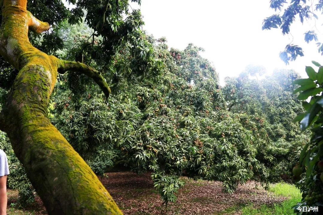 这247棵古树全部大红袍这一品种