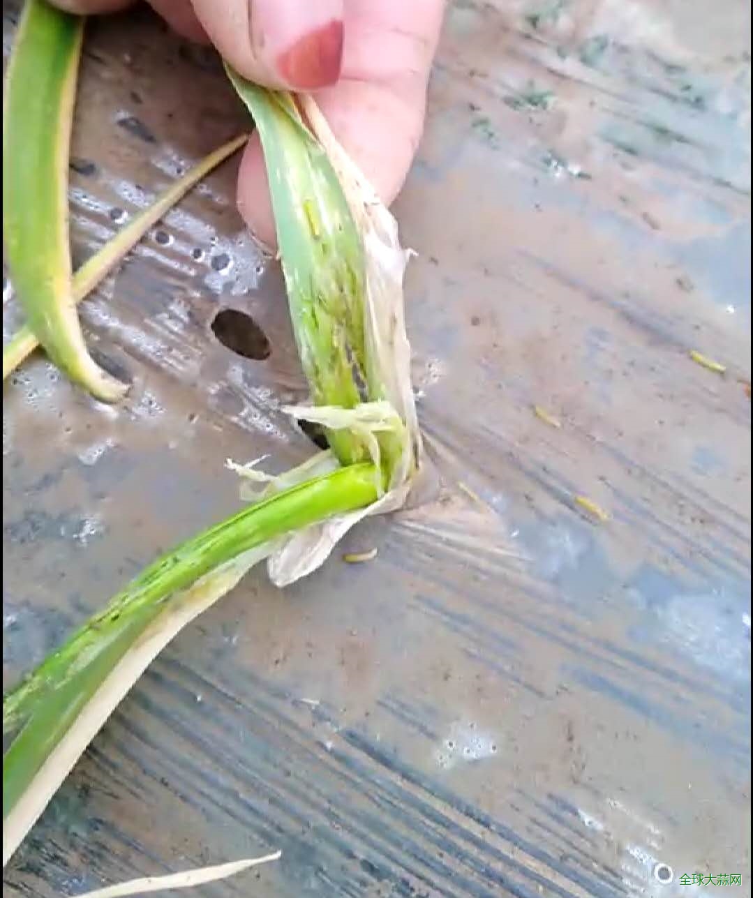 由于天气原因最近部分大蒜田出现葱蓟马危害大蒜生长,普及一下科学