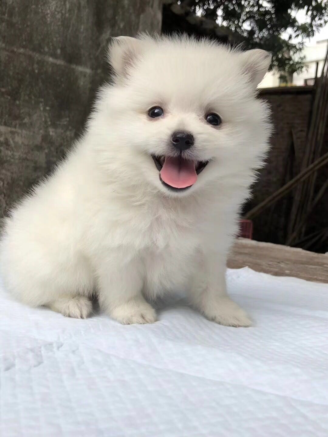 纯家养可爱的小博美,毛色漂亮小体型