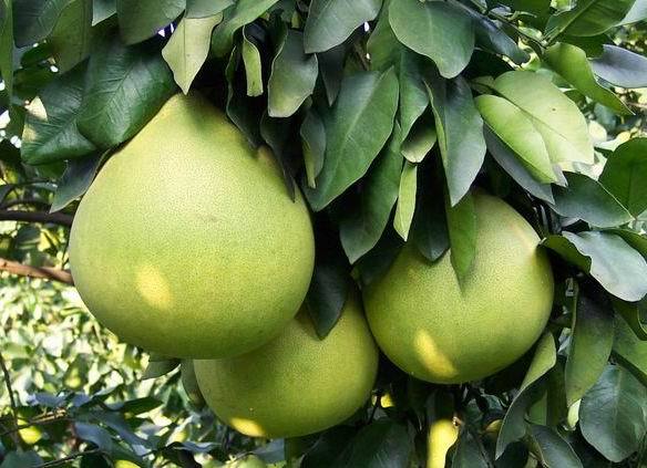 金兰柚……原产地安福(横龙),开园了,开园了