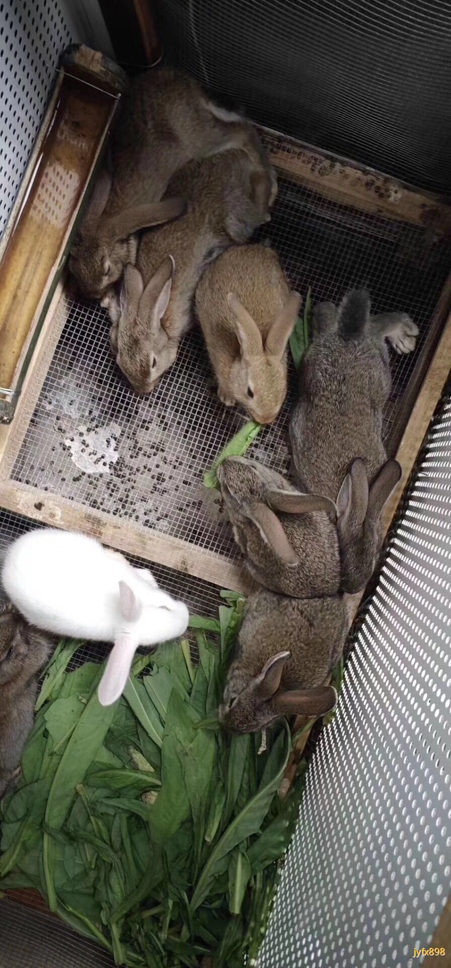 出售杂交野兔苗,兔崽,大兔