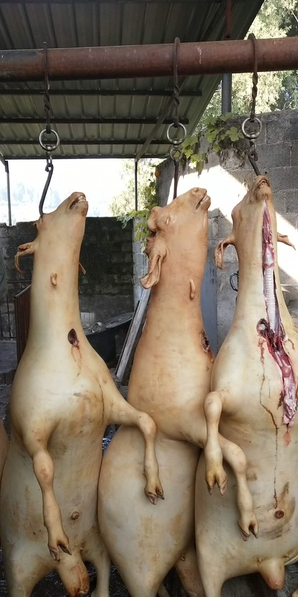 沙土镇里庄村构皮槽10号,屠宰活羊,鲜美的羊肉出炉啦
