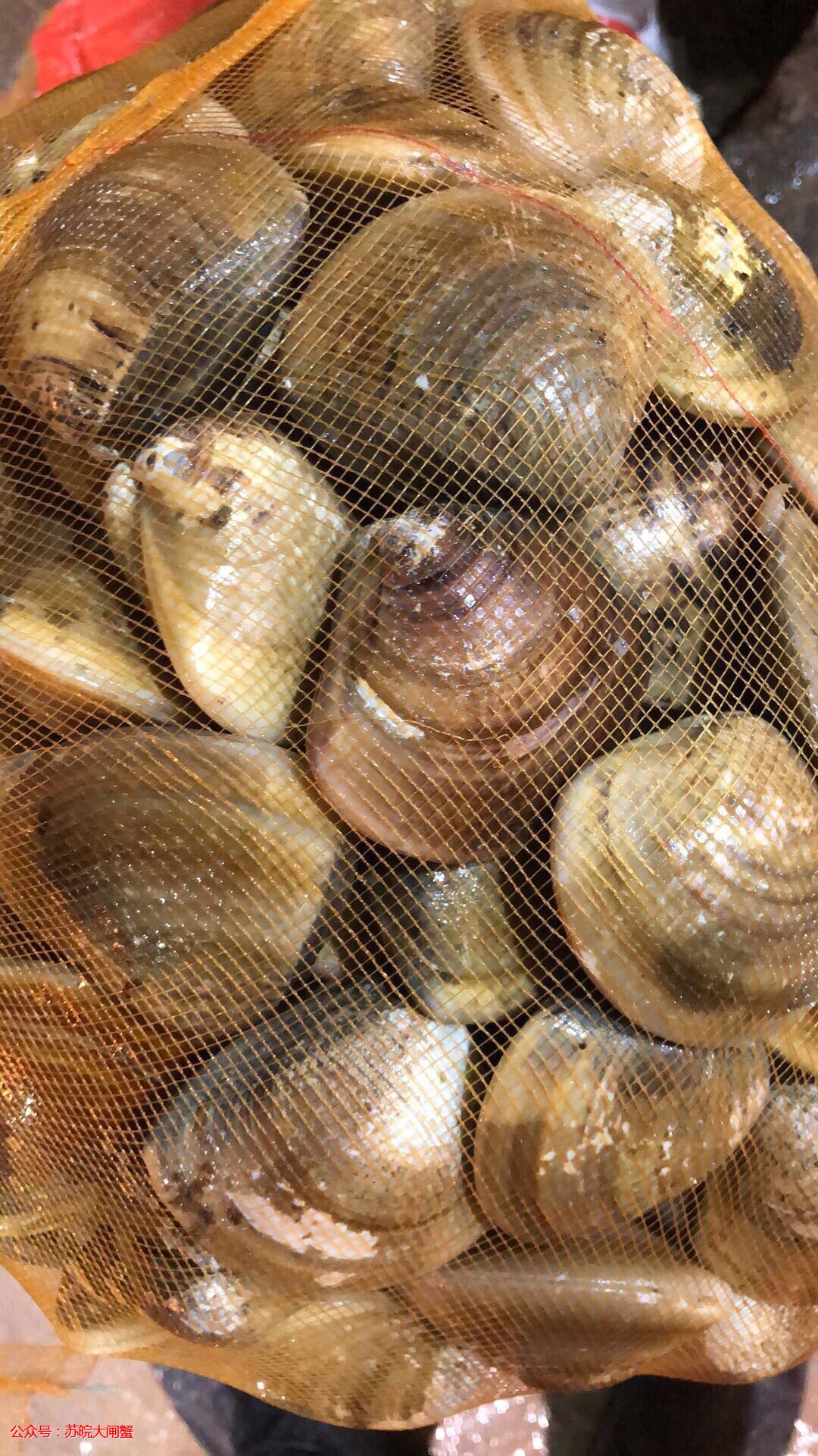 广西.广东等 有一手批发文蛤(车螺)贝壳类的请联系我