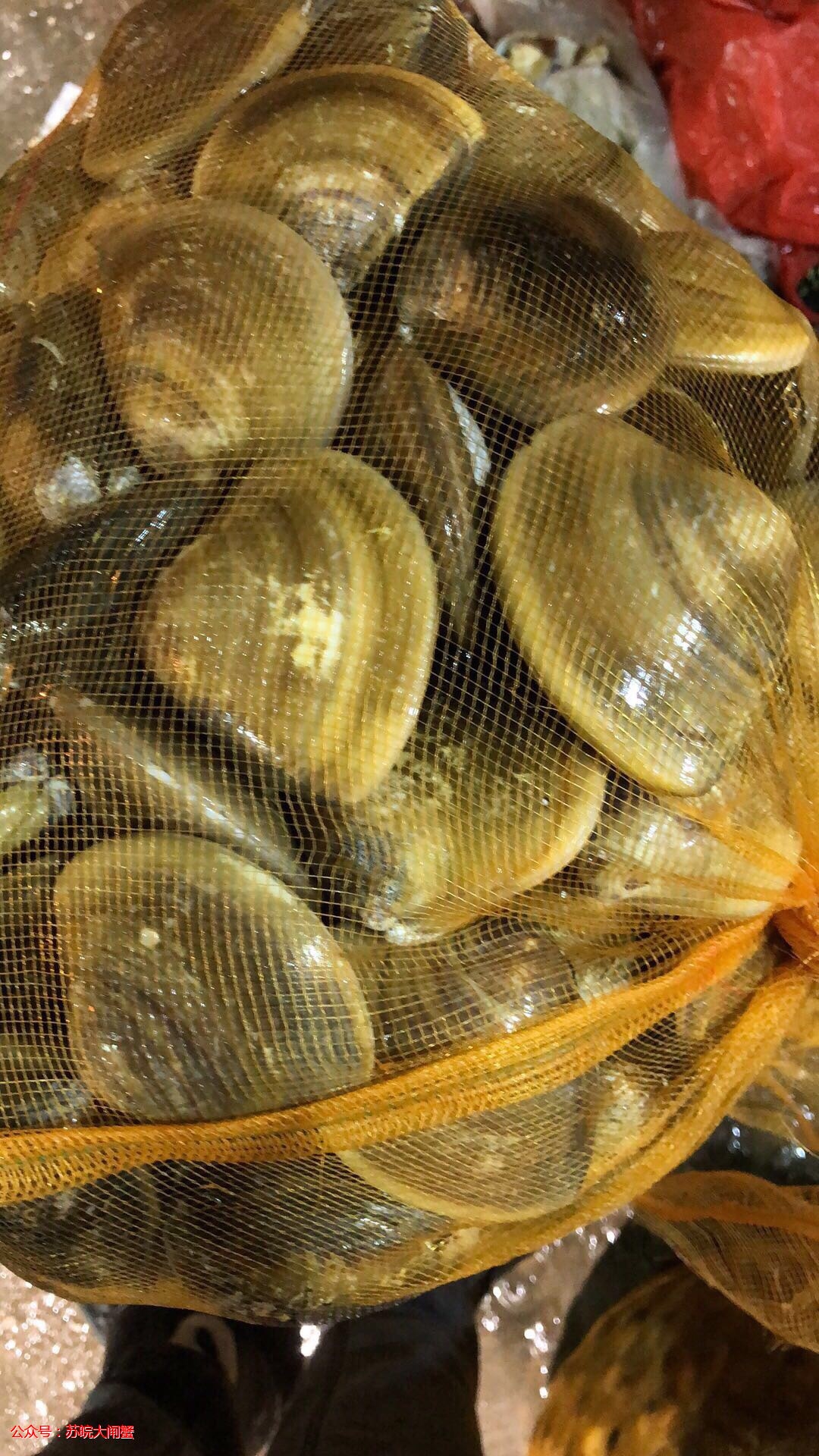 广西.广东等 有一手批发文蛤(车螺)贝壳类的请联系我