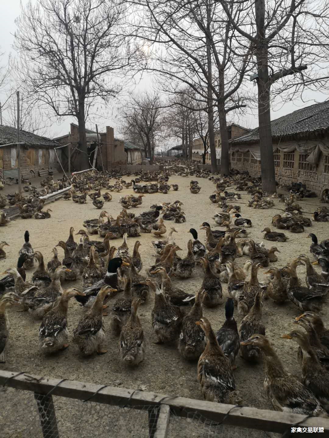 天府麻鸭4000只,种蛋每天3000枚受精85以上.