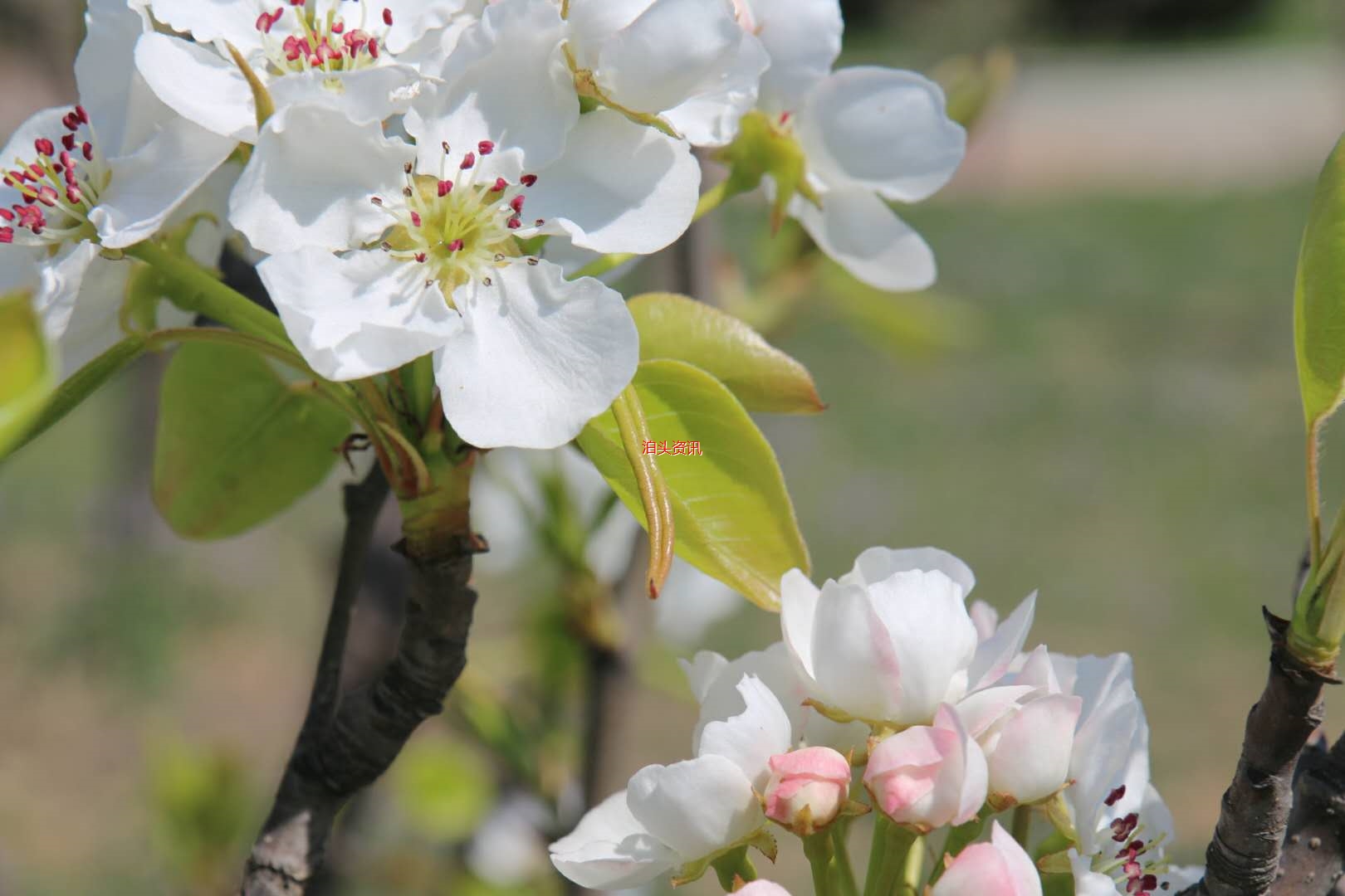 泊头梨花正开时