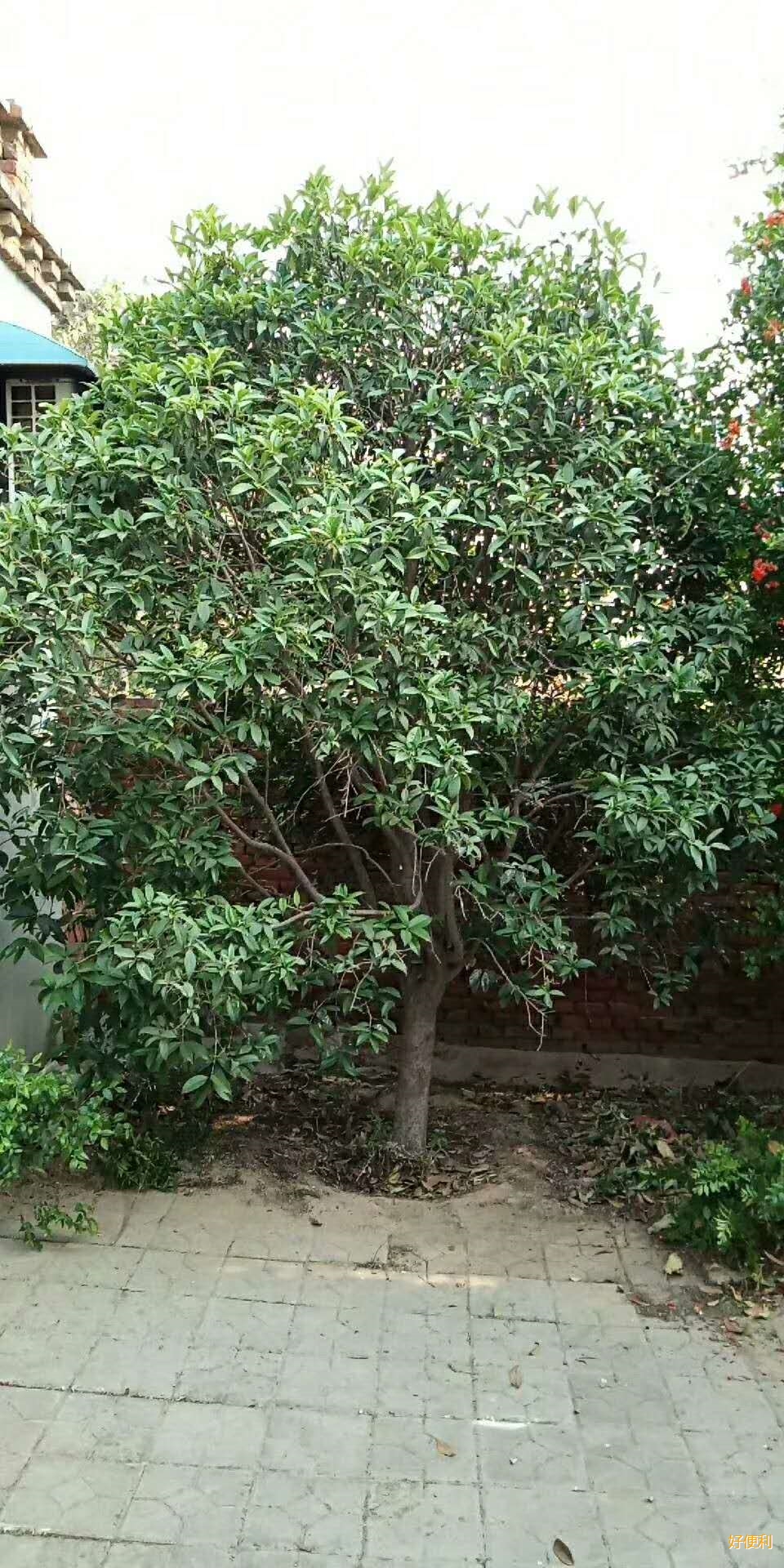 桂花树一棵,高3米,树干直径15公分有意者联系1572939   