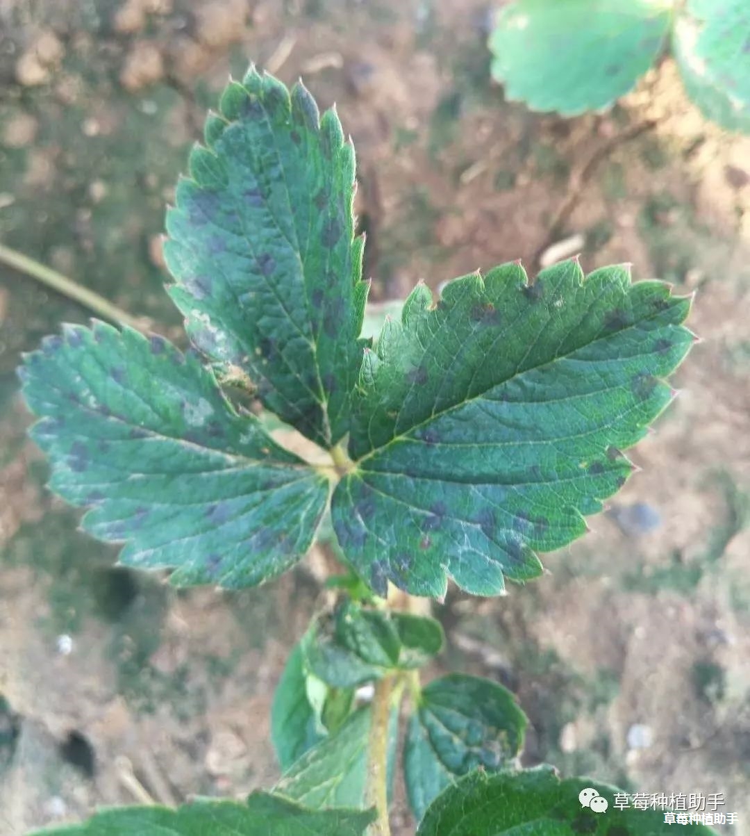 发病后的症状:主要发生在草莓育苗期,其主要危害 匍匐茎,叶片,叶柄