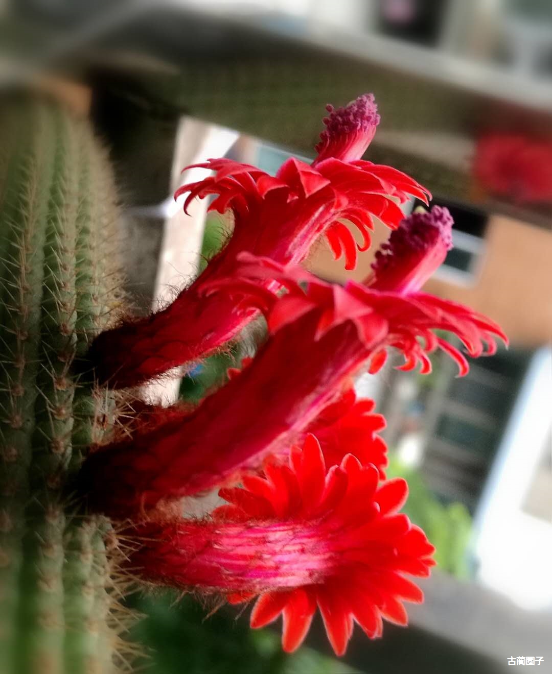 仙人球系列之彩舞柱