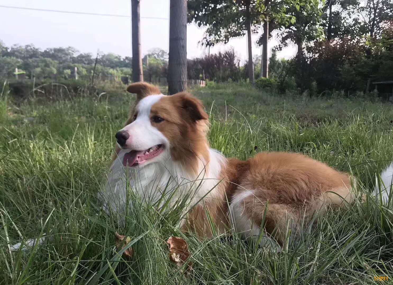 【寻狗启示】微友家 照片上的金色边牧今天中午一点左右在明悦汉