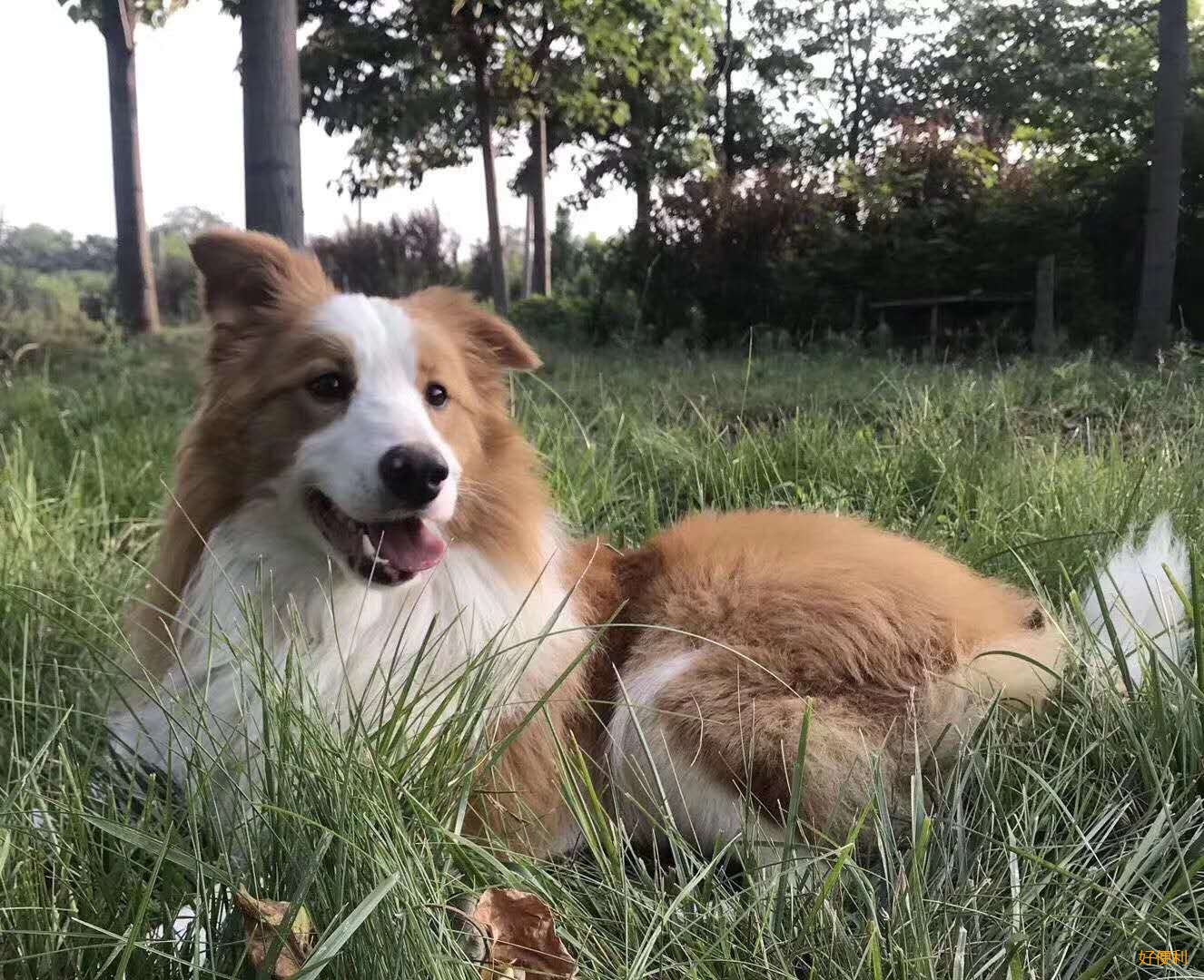 【寻狗启示】微友家 照片上的金色边牧今天中午一点左右在明悦汉