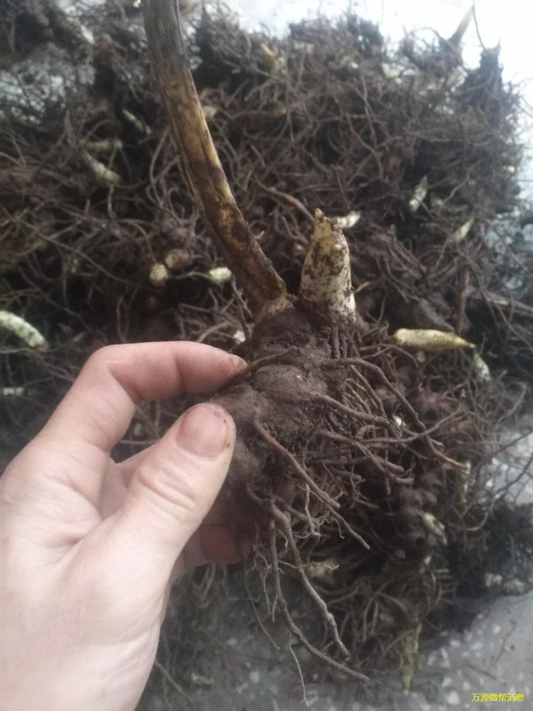 收购镇巴万源境内江边一碗水(八角莲)鲜带芽茎块