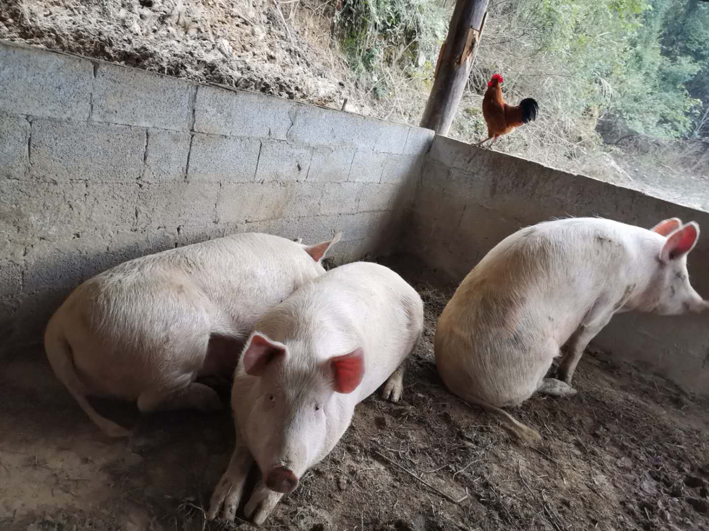 大小都有,跑山猪圈