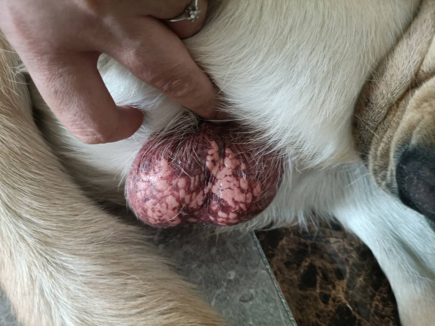 正常泰迪狗的睾丸图片