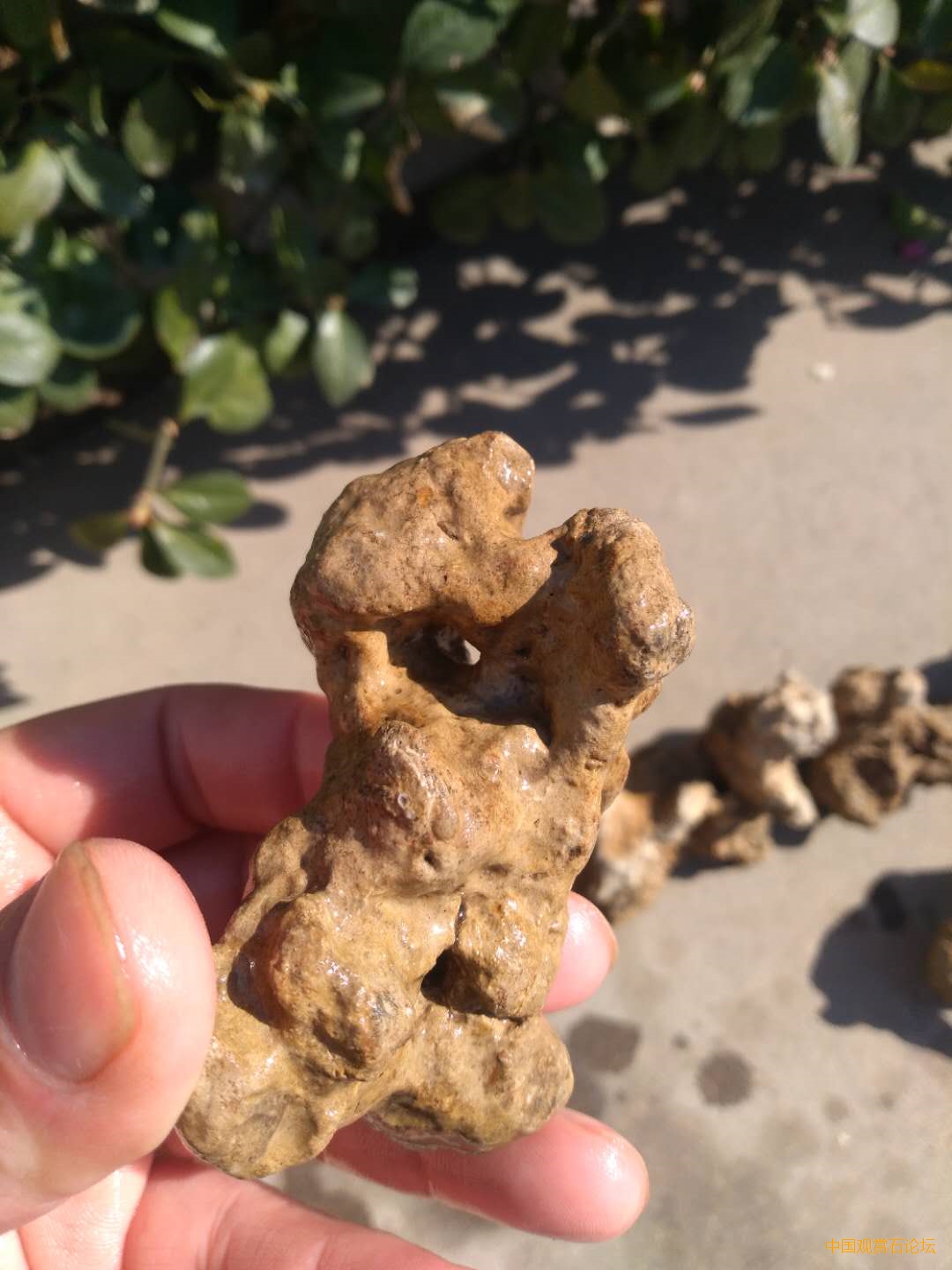 砂积石,又名吸水石,盆景造石.