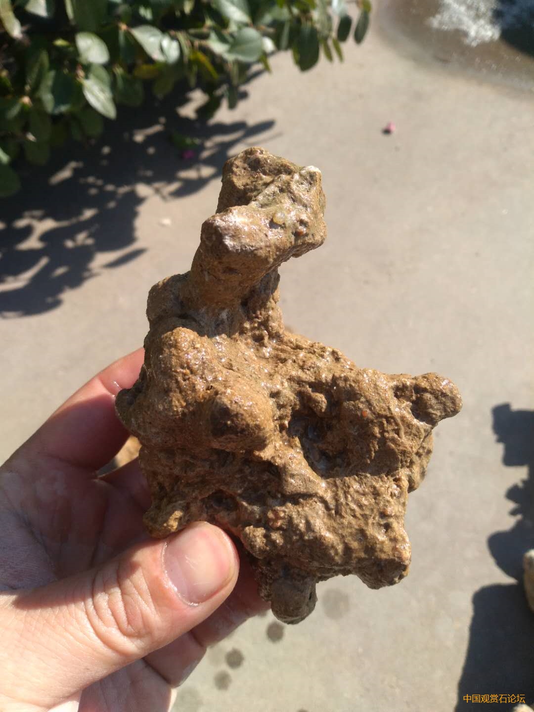 砂积石,又名吸水石,盆景造石.