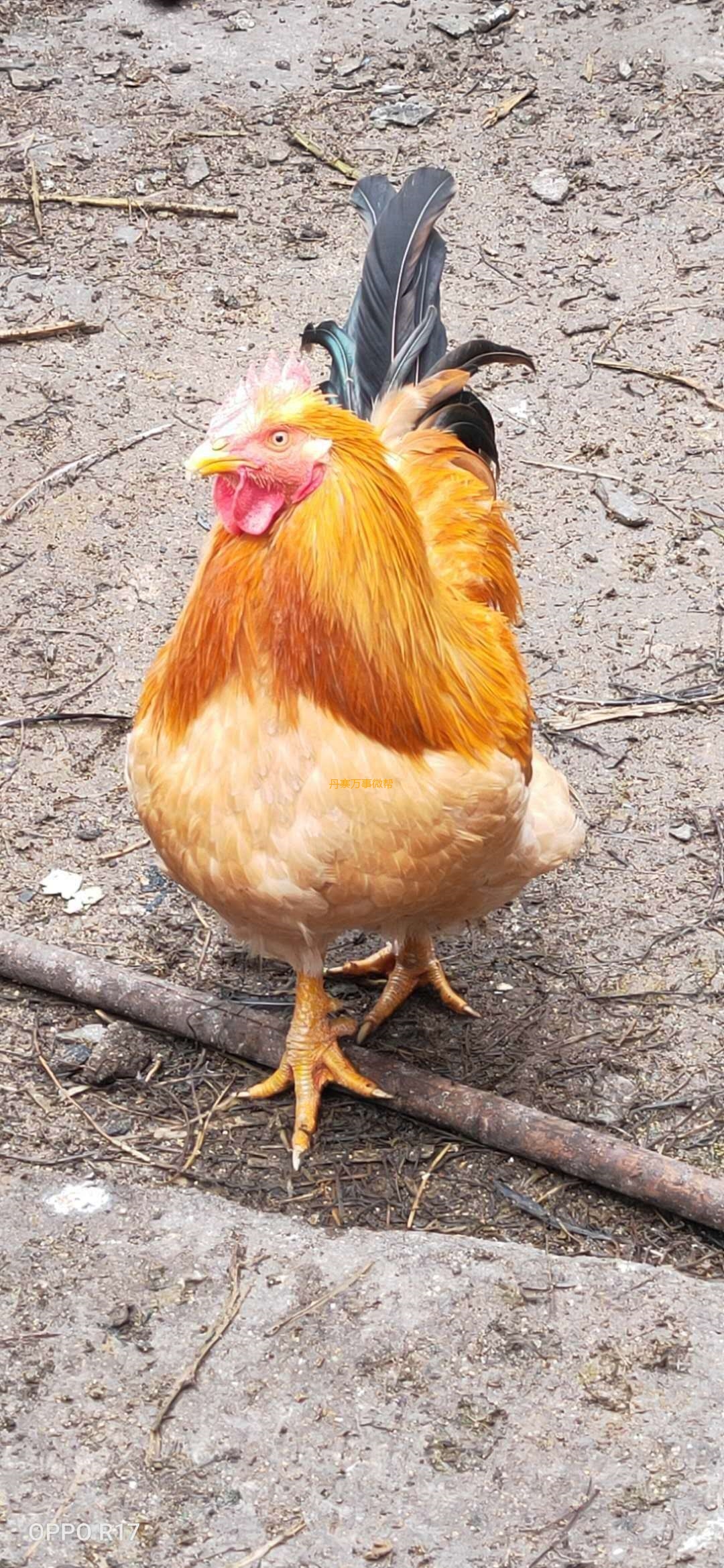 自繁自养美味土阉鸡