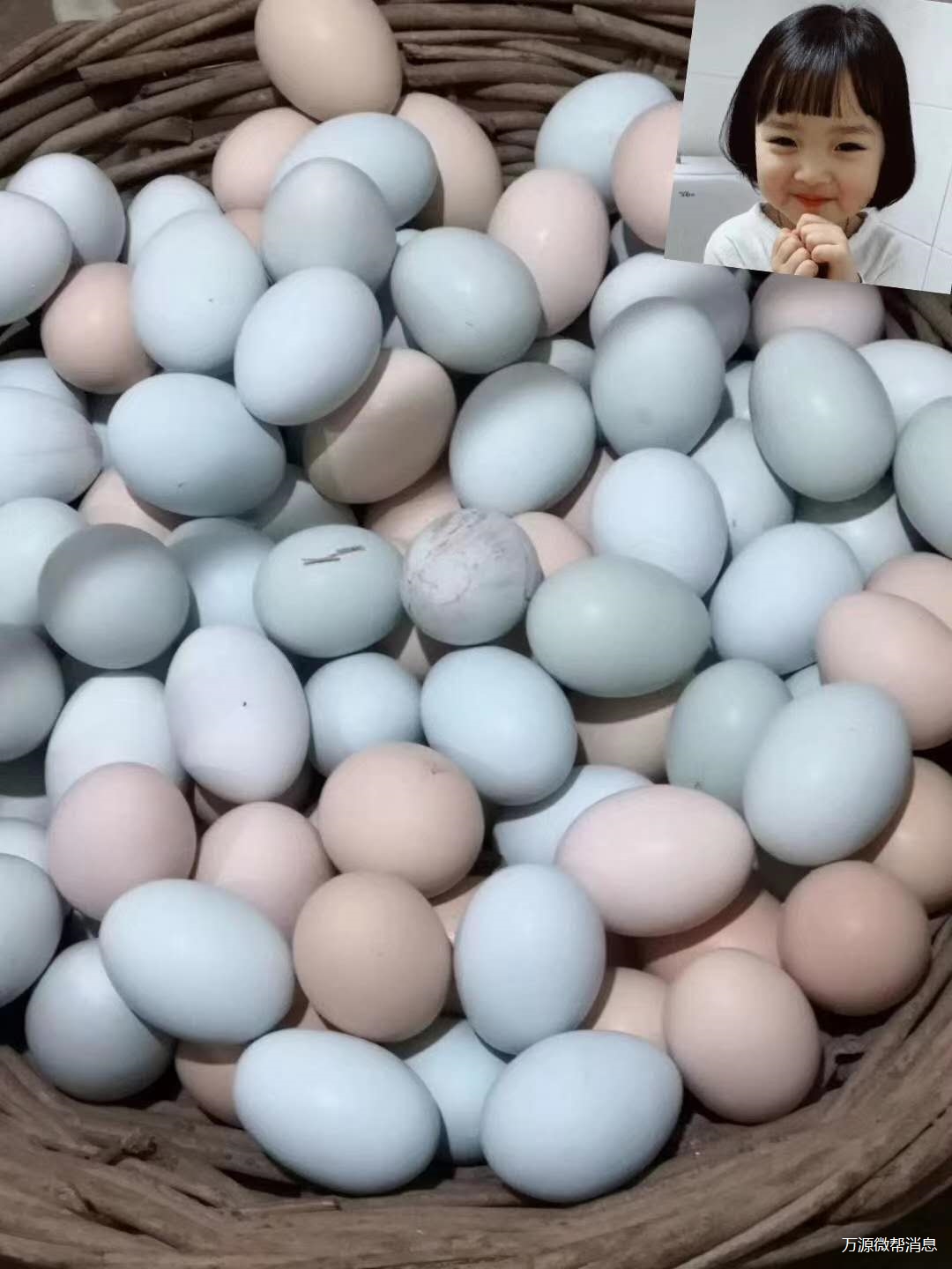 常年出售旧院黑鸡(鸡苗),旧院黑鸡蛋(种蛋),全部生态放养,   _微赞云