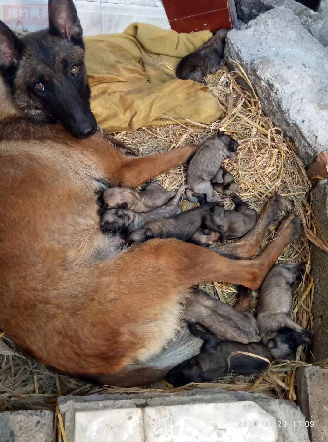 20多天的小马犬.喜欢的朋友可选购,自家养的,价格合适.