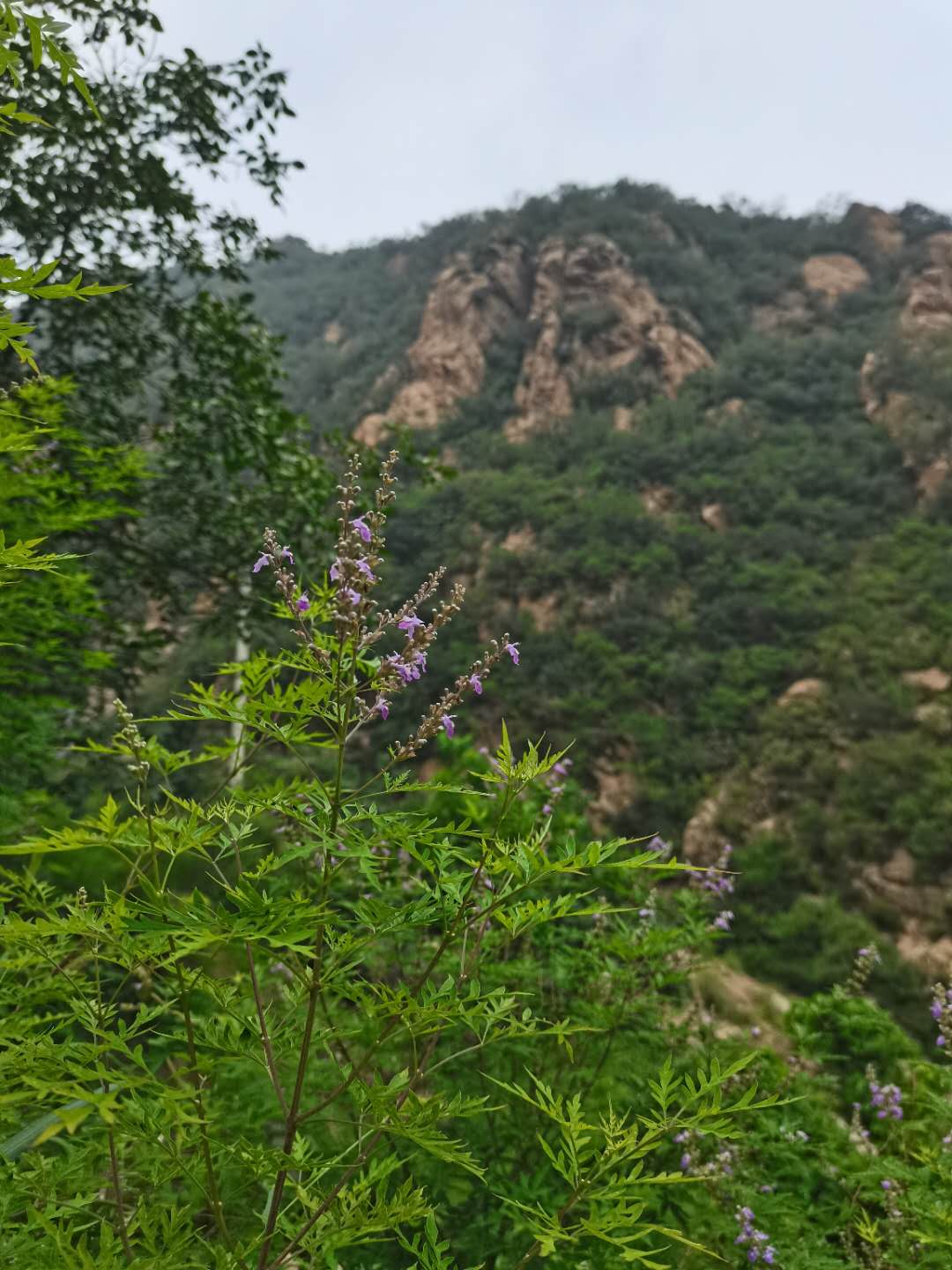 内丘县火车站健步队黄岔旅行健步,美丽山区