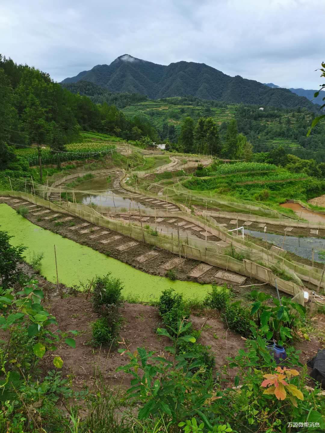 四川省万源市青花镇黑斑蛙养殖场出栏了,需要的老板赶紧联系,我   _微