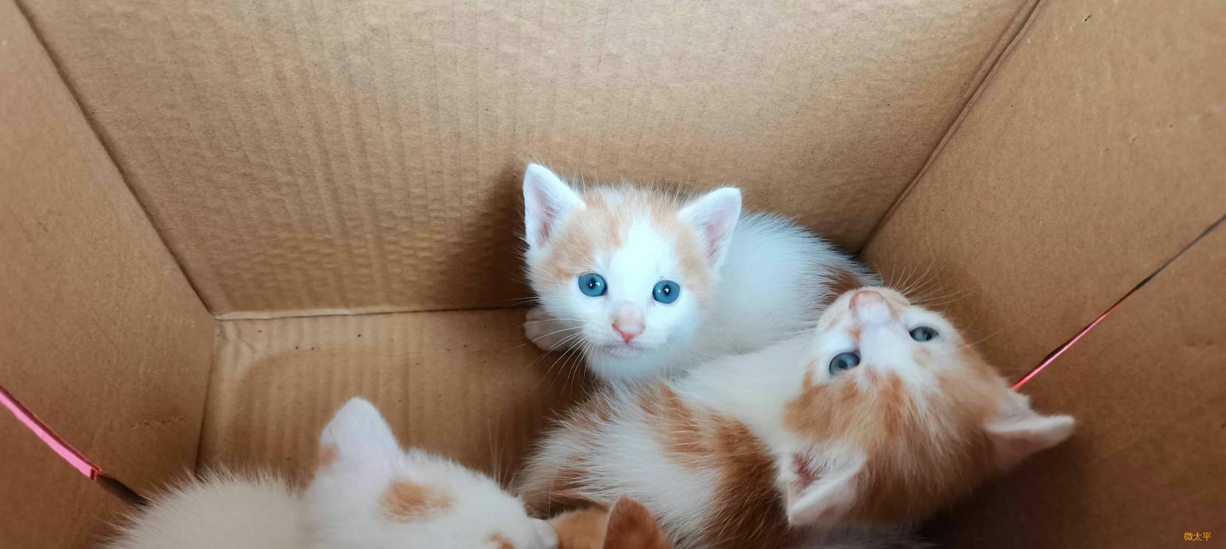 4只蓝眼小橘猫被遗弃,想领养留言,自提
