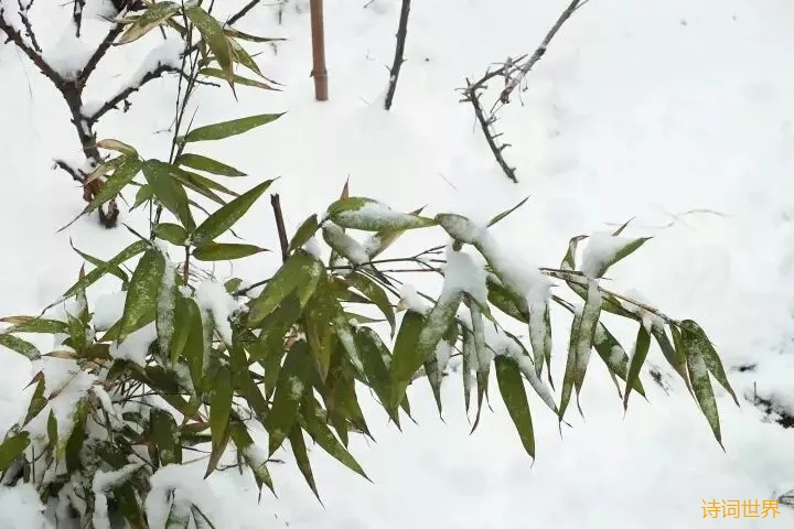 【小雪】西風蕭瑟冷來侵,地凍天寒冬已臨.