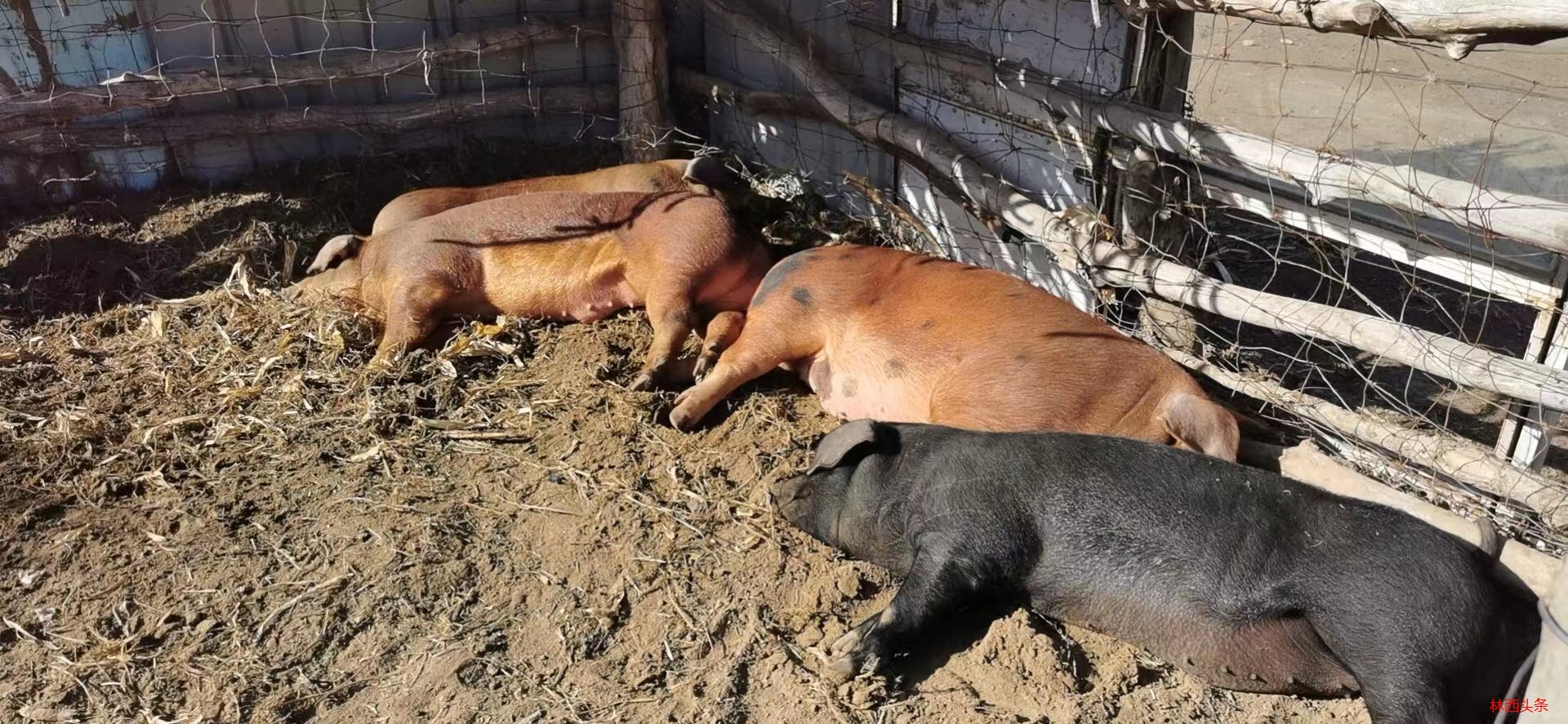 出售笨猪出售纯玉米面喂养的笨猪2头