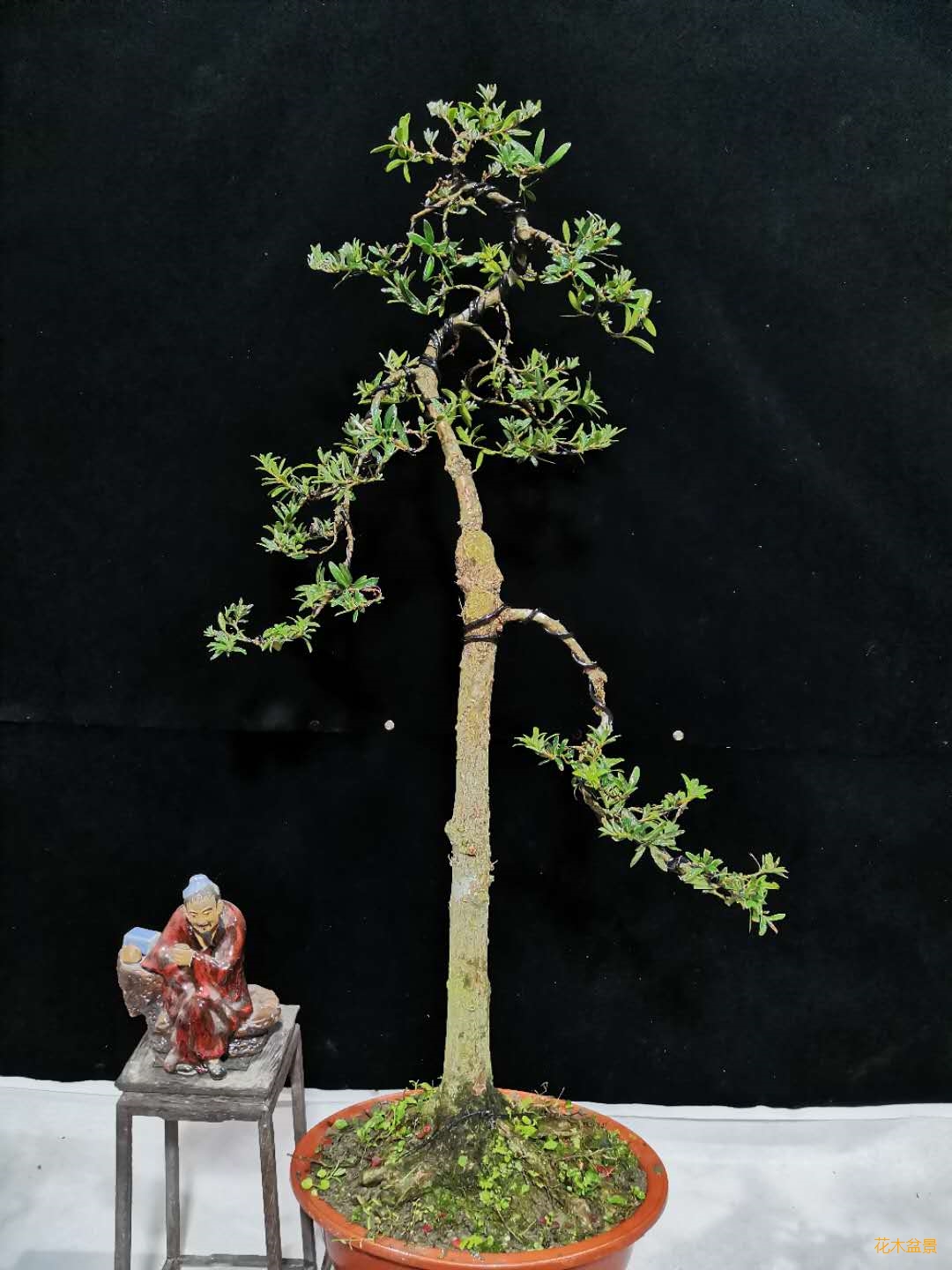 高杆文人珍珠罗汉松