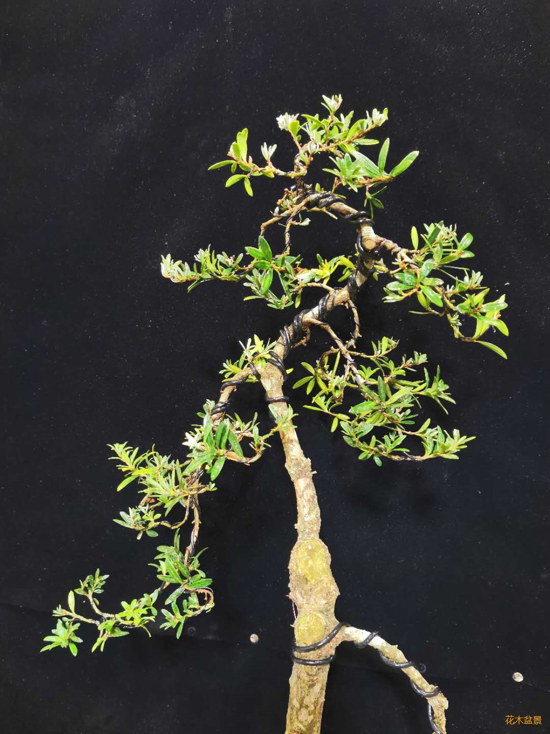 高杆文人珍珠罗汉松