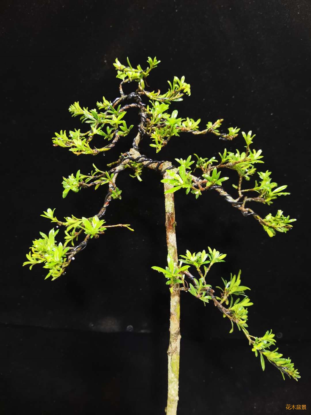 高杆文人珍珠罗汉松