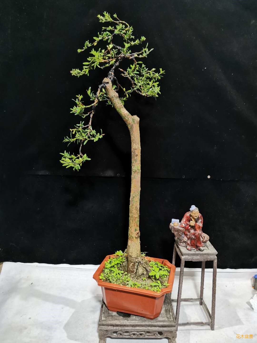 高杆文人珍珠罗汉松