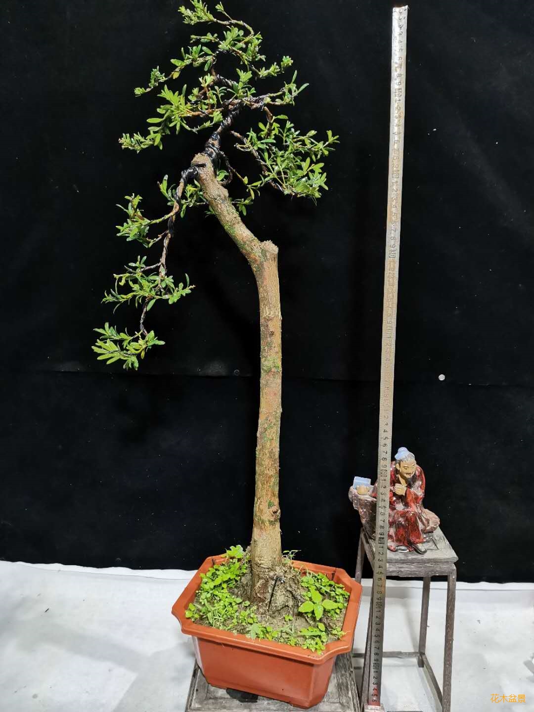 高杆文人珍珠罗汉松