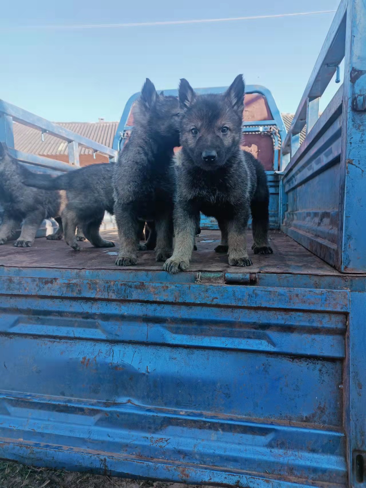 纯种狠青昆明犬