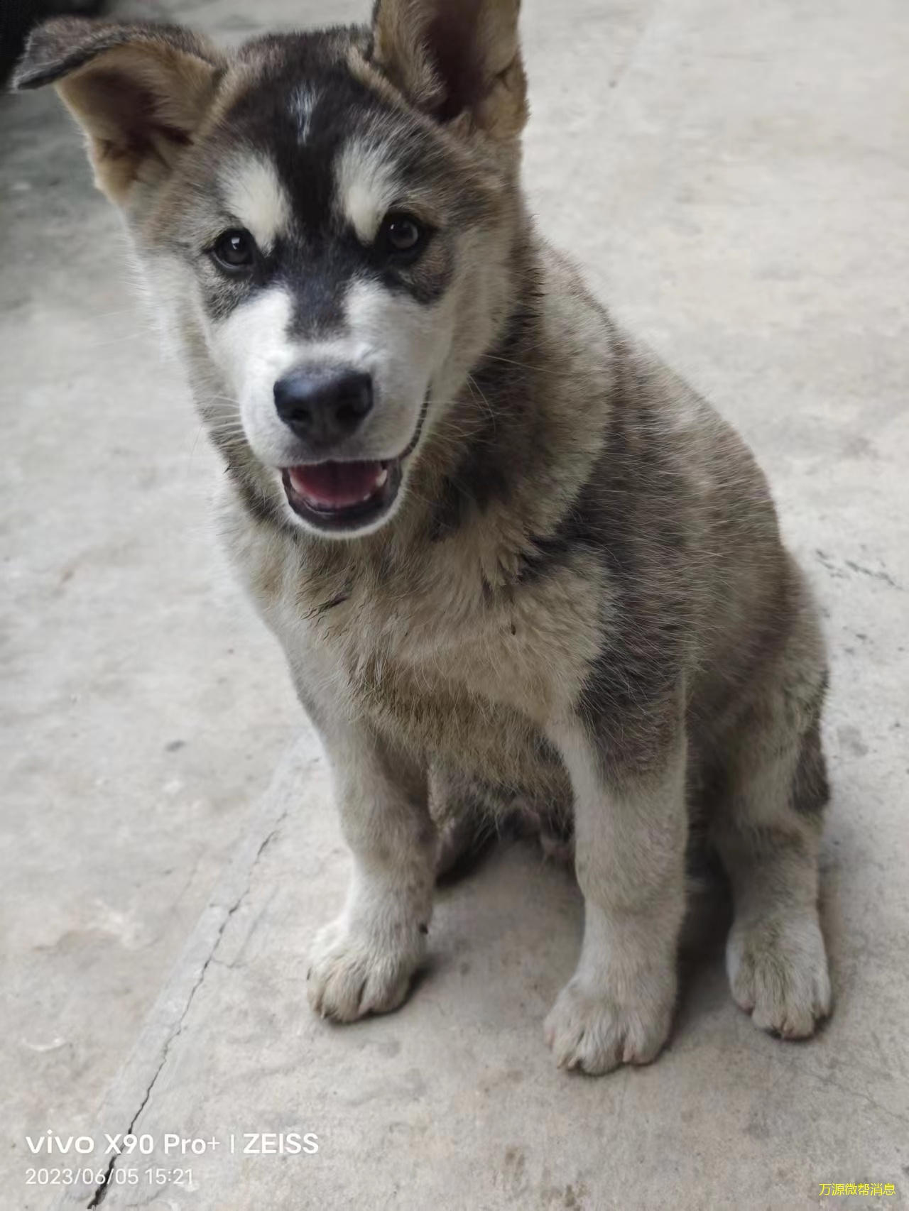 阿拉斯加犬串串合集图片