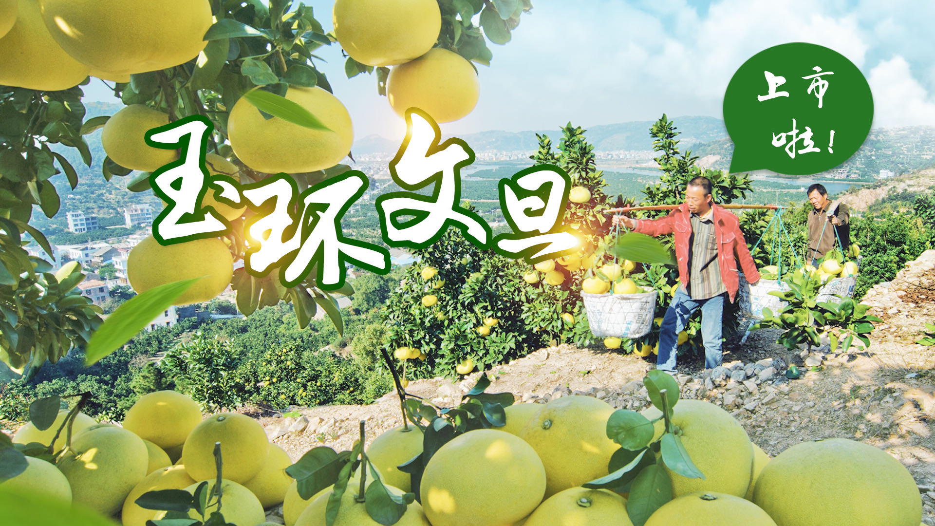 玉环文旦上市啦!