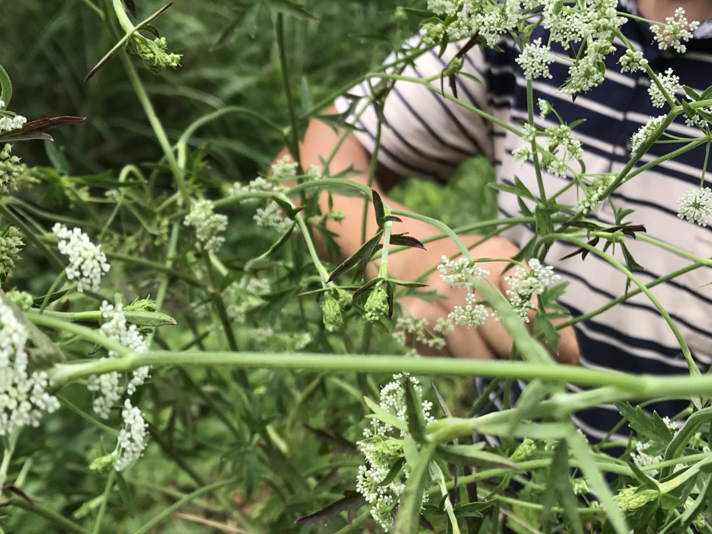 认识【白花莲】的主要功效